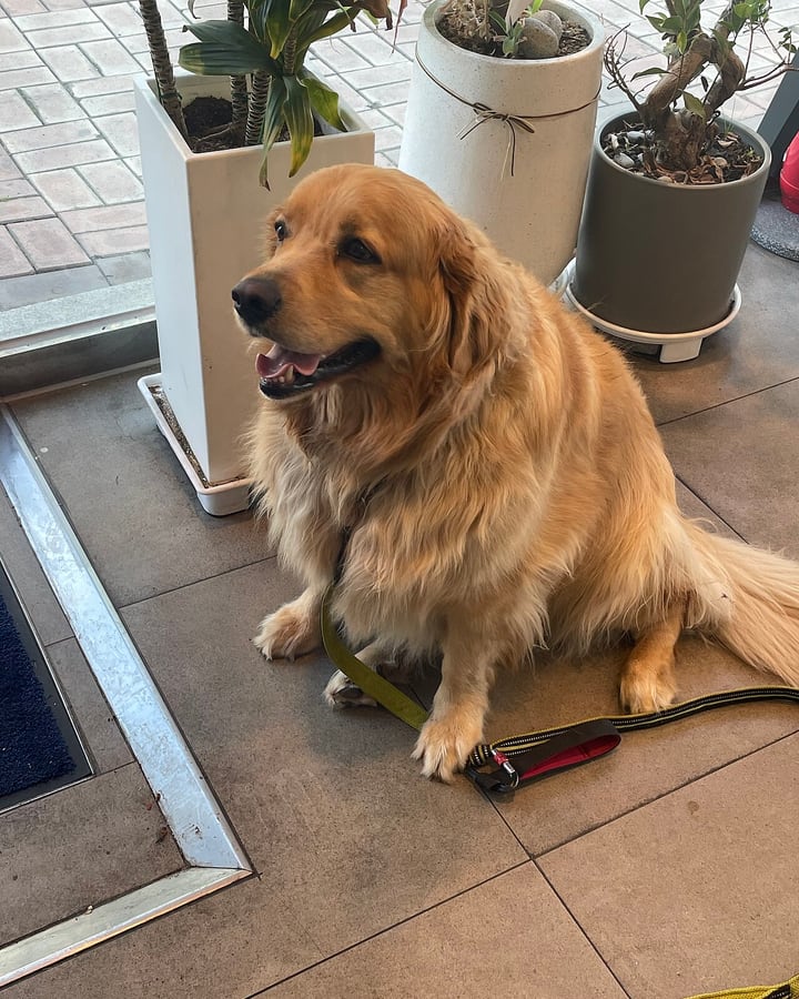 The original photo used for these examples: a golden retriever sitting on a tiled floor
